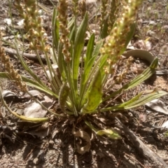 Plantago varia at Cooma, NSW - 30 Nov 2022 02:31 PM