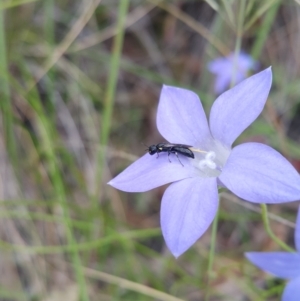 Hylaeus (Planihylaeus) quadriceps at Acton, ACT - 1 Dec 2022