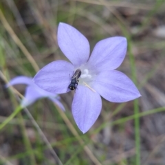 Hylaeus (Planihylaeus) quadriceps at Acton, ACT - 1 Dec 2022