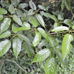 Rubus nebulosus (A Native Raspberry) at Saddleback Mountain, NSW - 1 Dec 2022 by plants