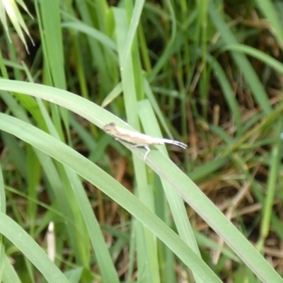 Plutella xylostella (Diamondback Moth) at McKellar, ACT - 13 Nov 2022 by Birdy