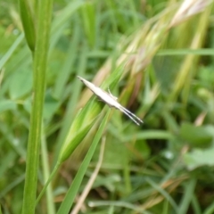 Plutella xylostella at McKellar, ACT - suppressed