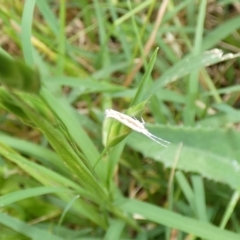 Plutella xylostella at McKellar, ACT - suppressed