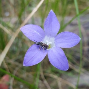 Lasioglossum (Chilalictus) sp. (genus & subgenus) at Acton, ACT - 1 Dec 2022