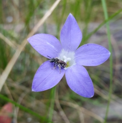 Lasioglossum (Chilalictus) sp. (genus & subgenus) (Halictid bee) at Acton, ACT - 1 Dec 2022 by darrenw