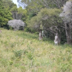 Macropus giganteus (Eastern Grey Kangaroo) at Saddleback Mountain, NSW - 1 Dec 2022 by plants