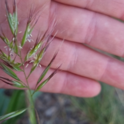 Rytidosperma auriculatum (Lobed Wallaby Grass) at Bungendore, NSW - 30 Nov 2022 by clarehoneydove