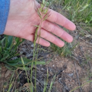 Rytidosperma auriculatum at Bungendore, NSW - 30 Nov 2022