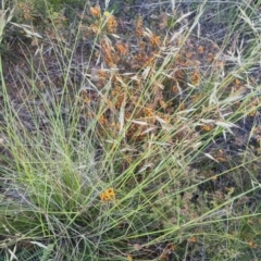 Rytidosperma pallidum (Red-anther Wallaby Grass) at Bungendore, NSW - 30 Nov 2022 by clarehoneydove