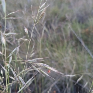 Rytidosperma pallidum at Bungendore, NSW - 30 Nov 2022