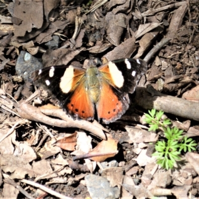 Vanessa itea (Yellow Admiral) at Saddleback Mountain, NSW - 1 Dec 2022 by plants