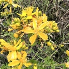 Hypericum perforatum (St John's Wort) at Latham, ACT - 1 Dec 2022 by JimL