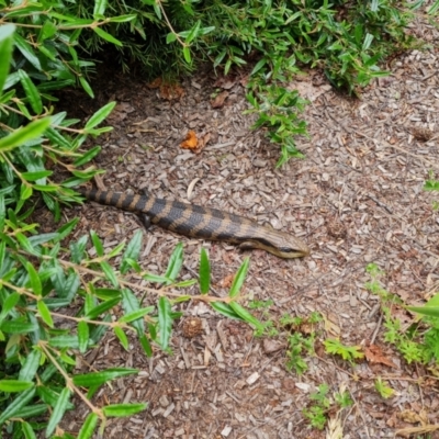 Tiliqua scincoides scincoides (Eastern Blue-tongue) at Isaacs, ACT - 1 Dec 2022 by Mike