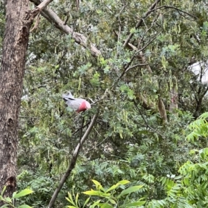 Eolophus roseicapilla at Macgregor, ACT - 1 Dec 2022