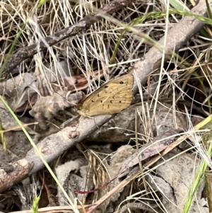 Heteronympha merope at Latham, ACT - 1 Dec 2022 04:02 PM