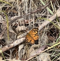 Heteronympha merope at Latham, ACT - 1 Dec 2022