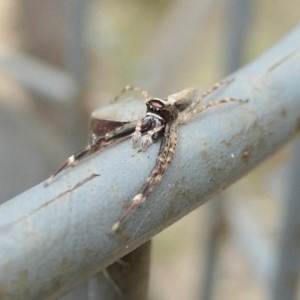 Helpis minitabunda at Yass River, NSW - 1 Dec 2022