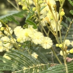 Acacia mearnsii (Black Wattle) at Macgregor, ACT - 1 Dec 2022 by JimL