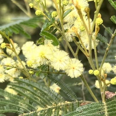 Acacia mearnsii (Black Wattle) at Macgregor, ACT - 1 Dec 2022 by JimL