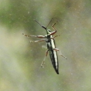 Rhinotia suturalis at Paddys River, ACT - 30 Nov 2022