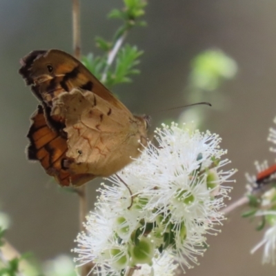 Heteronympha merope (Common Brown Butterfly) at Tennent, ACT - 30 Nov 2022 by RodDeb