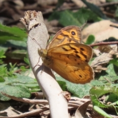 Heteronympha merope at Tennent, ACT - 30 Nov 2022 01:35 PM