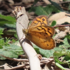 Heteronympha merope at Tennent, ACT - 30 Nov 2022