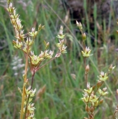 Juncus remotiflorus (A Rush) at Weetangera, ACT - 29 Nov 2022 by sangio7