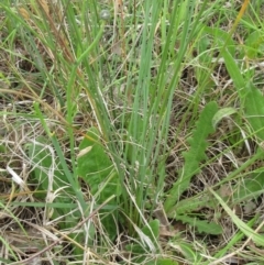 Juncus remotiflorus at Weetangera, ACT - 30 Nov 2022