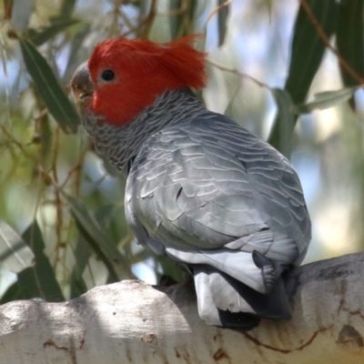 Callocephalon fimbriatum (Gang-gang Cockatoo) at Tennent, ACT - 30 Nov 2022 by RodDeb