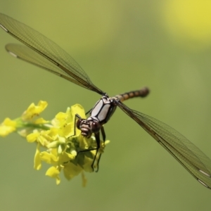 Diphlebia nymphoides at Tennent, ACT - 30 Nov 2022