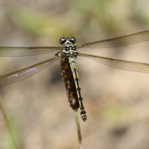 Diphlebia nymphoides at Tennent, ACT - 30 Nov 2022