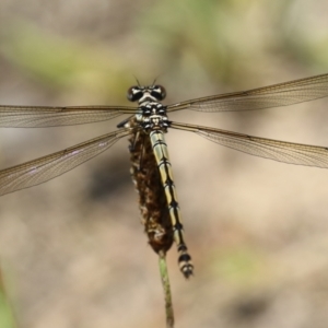 Diphlebia nymphoides at Tennent, ACT - 30 Nov 2022