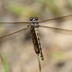 Diphlebia nymphoides at Tennent, ACT - 30 Nov 2022