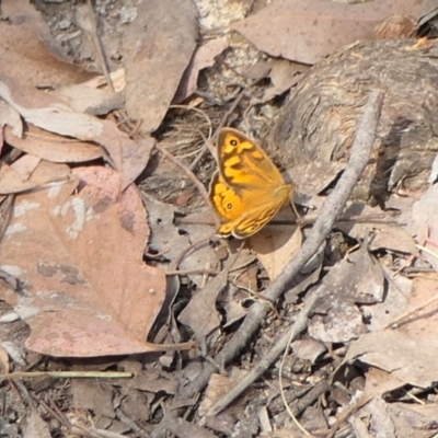 Heteronympha merope (Common Brown Butterfly) at Yass River, NSW - 1 Dec 2022 by SenexRugosus