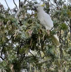 Cacatua galerita (Sulphur-crested Cockatoo) at Umbagong District Park - 1 Dec 2022 by JimL