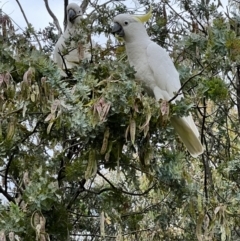 Cacatua galerita (Sulphur-crested Cockatoo) at Latham, ACT - 1 Dec 2022 by JimL