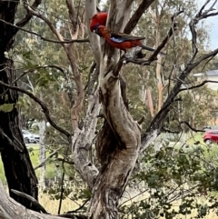 Platycercus elegans (Crimson Rosella) at Latham, ACT - 1 Dec 2022 by JimL