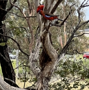 Platycercus elegans at Latham, ACT - 1 Dec 2022