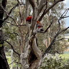 Platycercus elegans at Latham, ACT - 1 Dec 2022