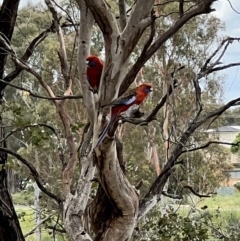 Platycercus elegans at Latham, ACT - 1 Dec 2022