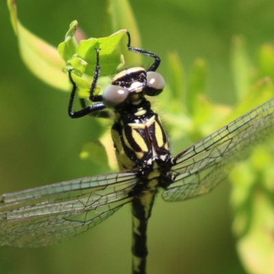 Hemigomphus heteroclytus (Stout Vicetail) at Tennent, ACT - 30 Nov 2022 by RodDeb