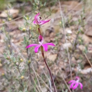 Caladenia congesta at Cotter River, ACT - suppressed