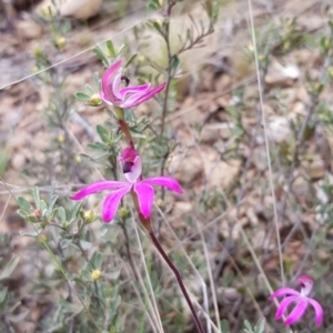 Caladenia congesta at Cotter River, ACT - suppressed