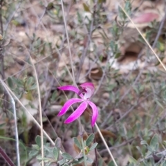 Caladenia congesta at Cotter River, ACT - suppressed