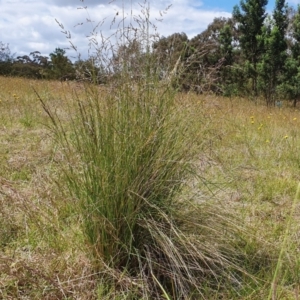 Poa labillardierei at Yass River, NSW - 1 Dec 2022 03:04 PM