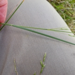 Poa labillardierei at Yass River, NSW - 1 Dec 2022 03:04 PM