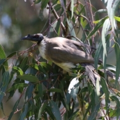 Philemon corniculatus (Noisy Friarbird) at Tennent, ACT - 30 Nov 2022 by RodDeb