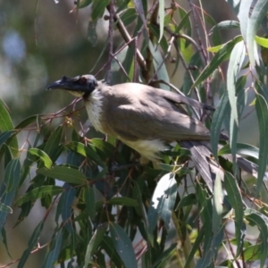 Philemon corniculatus at Tennent, ACT - 30 Nov 2022