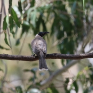 Philemon corniculatus at Tennent, ACT - 30 Nov 2022